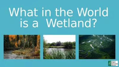 What in the World is a  Wetland?