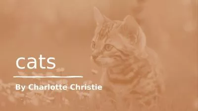 cats By Charlotte Christie