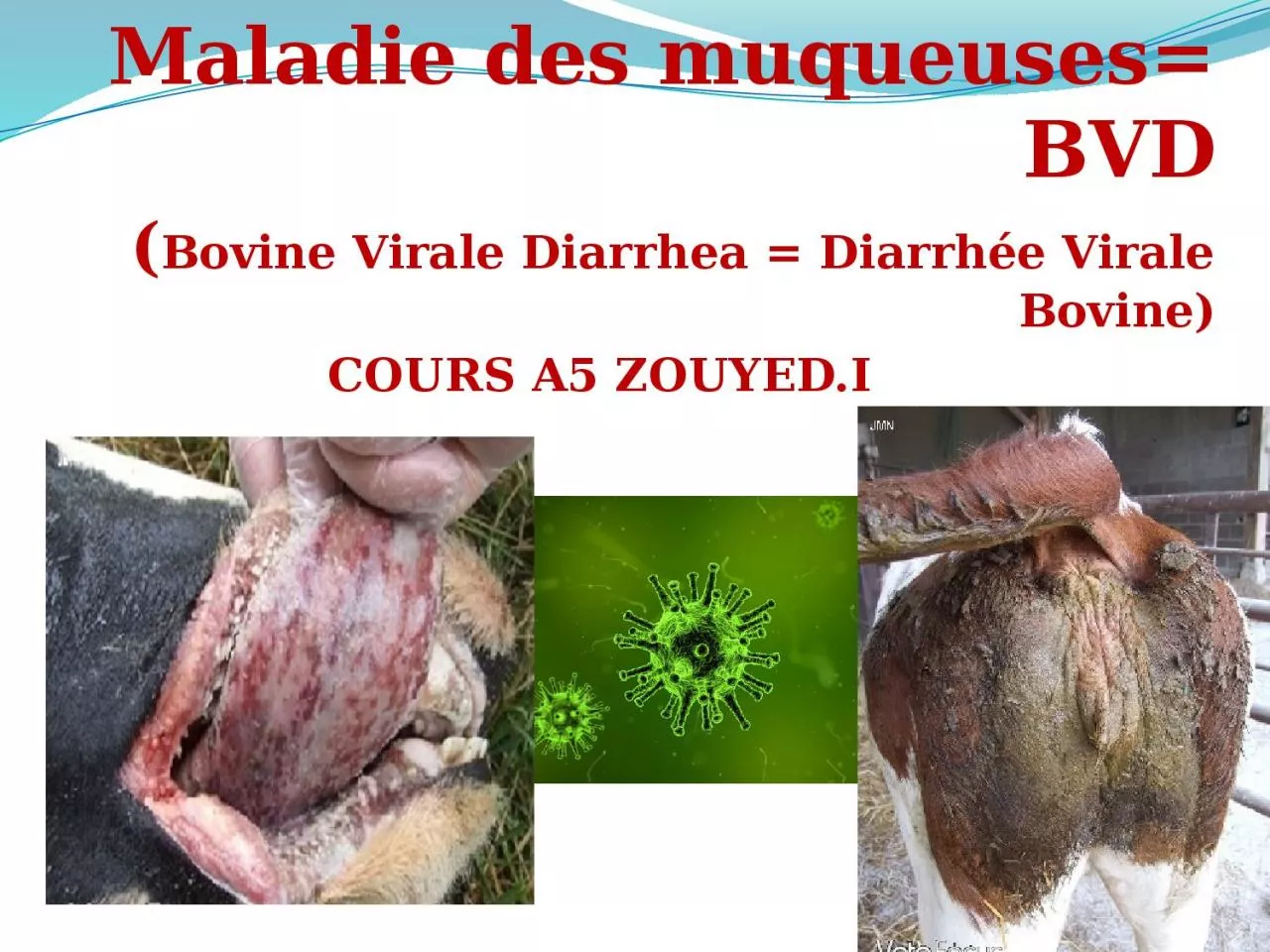 PPT-Maladie des muqueuses= BVD