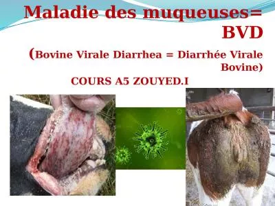 Maladie des muqueuses= BVD