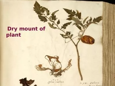 Dry mount of plant    Preserved plants specimens provide us with important information about plan