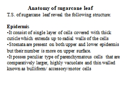 Anatomy of sugarcane leaf