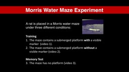 Morris Water Maze Experiment