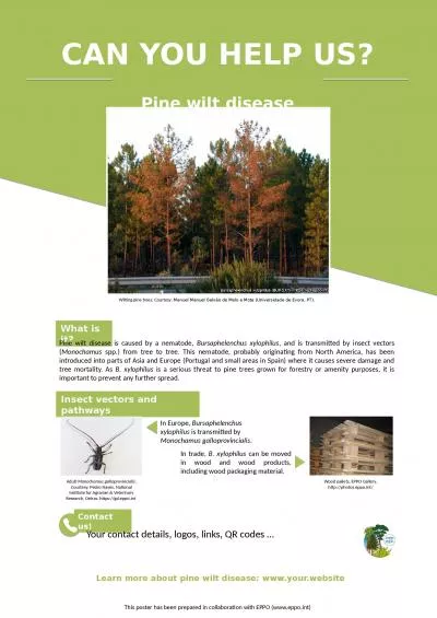 Learn  more about pine  wilt