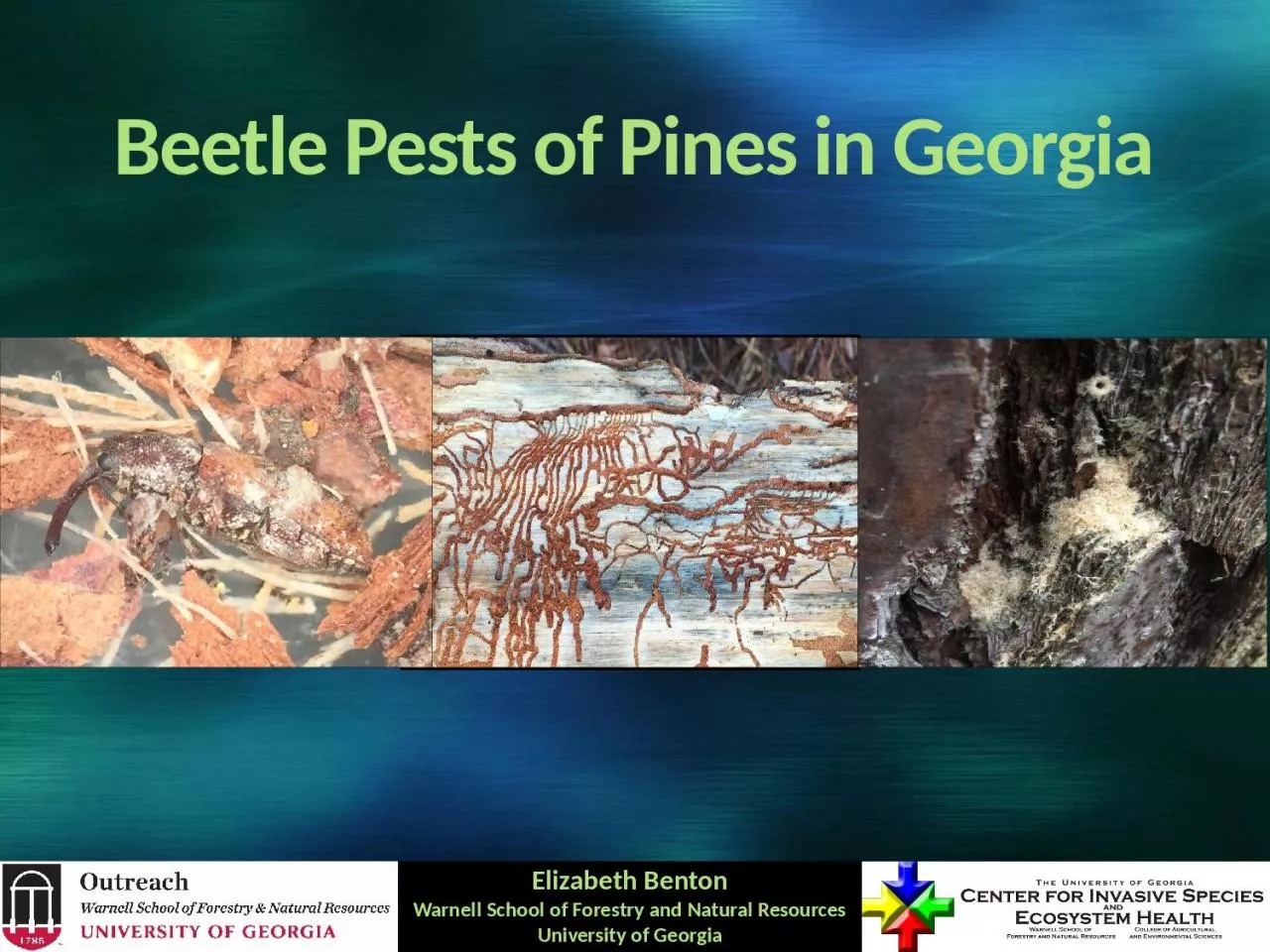 PPT-Beetle Pests of Pines in Georgia