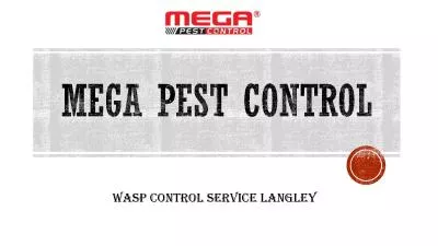 Wasp Control Service Langley | Megapestcontrol.com