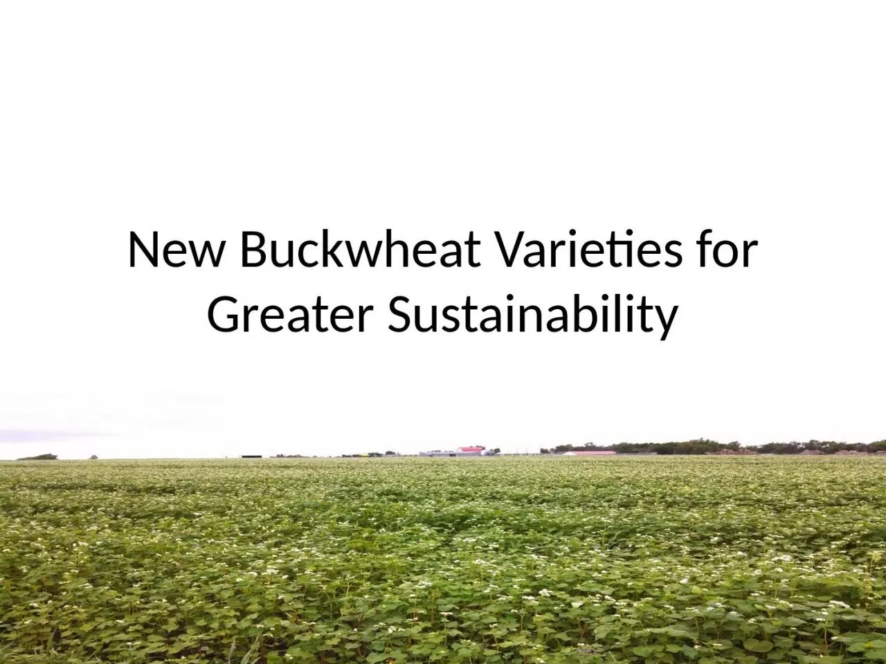 PPT-New Buckwheat Varieties for Greater Sustainability