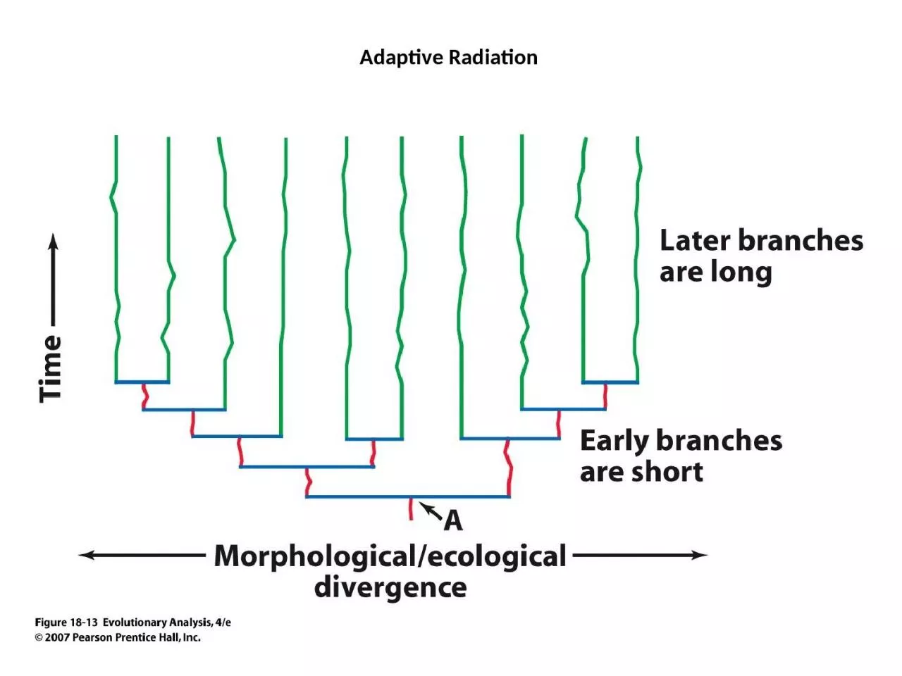 PPT-Adaptive Radiation Cambrian Explosion