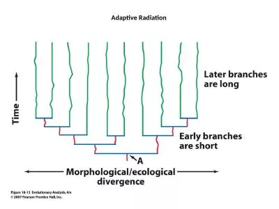 Adaptive Radiation Cambrian Explosion