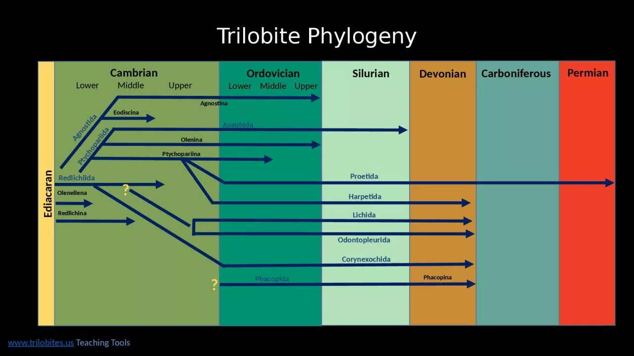 PPT-Trilobite Phylogeny www.trilobites.us