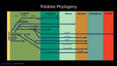 Trilobite  Phylogeny www.trilobites.us