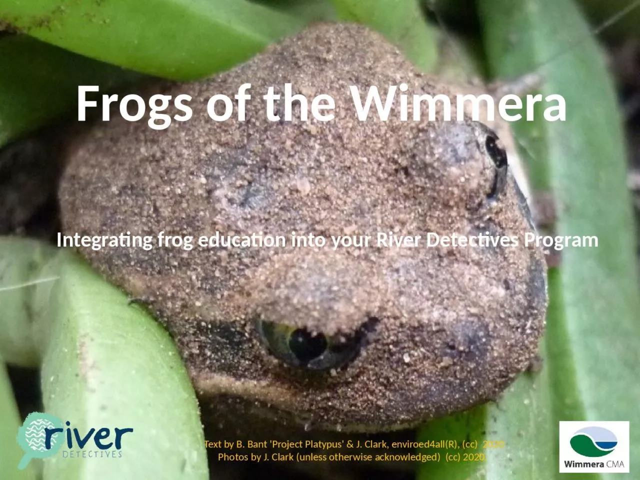 PPT-Frogs of the Wimmera Integrating frog education into your River Detectives Program