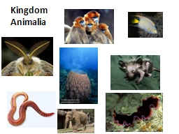 PPT-Kingdom Animalia Animalia