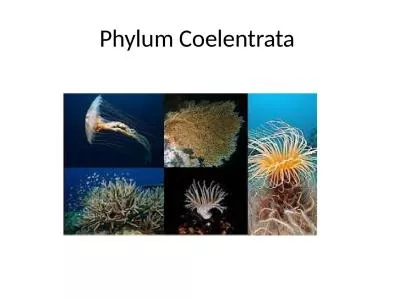 Phylum  Coelentrata    Unique Characters of