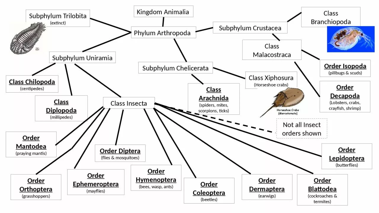 PPT-Kingdom Animalia Phylum