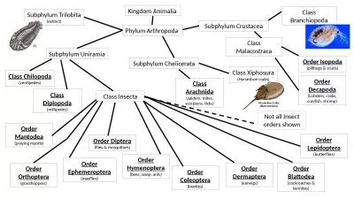 Kingdom Animalia Phylum