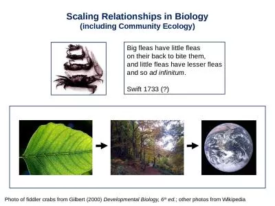 Scaling Relationships in Biology