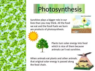Plants turn solar energy into food