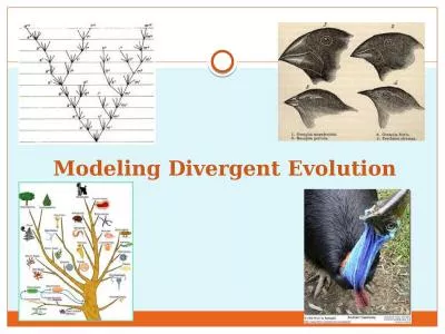 Modeling Divergent Evolution