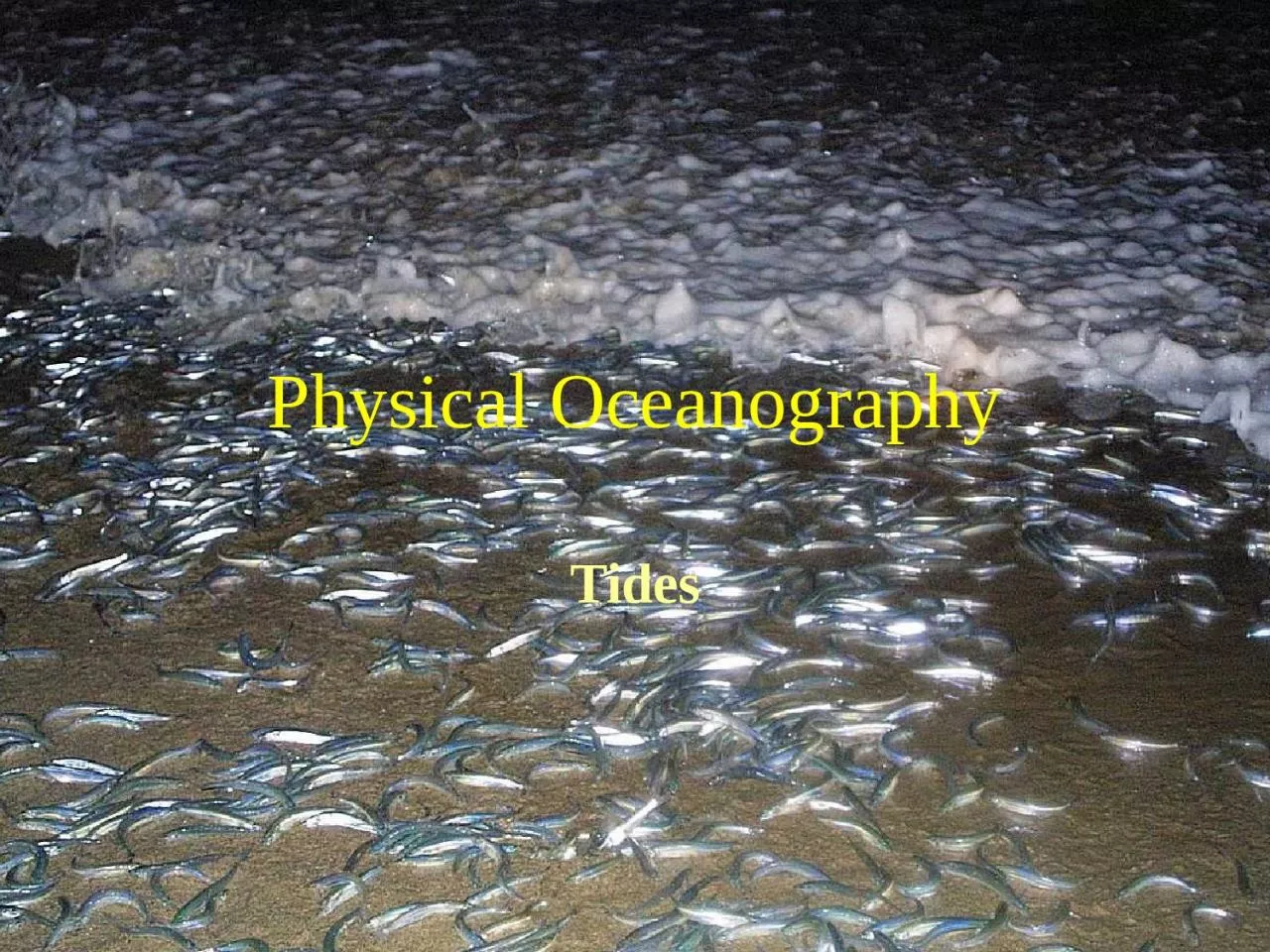 1   / 31 Physical Oceanography