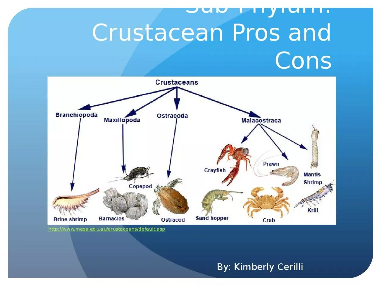 PPT-Sub-Phylum: Crustacean Pros and Cons