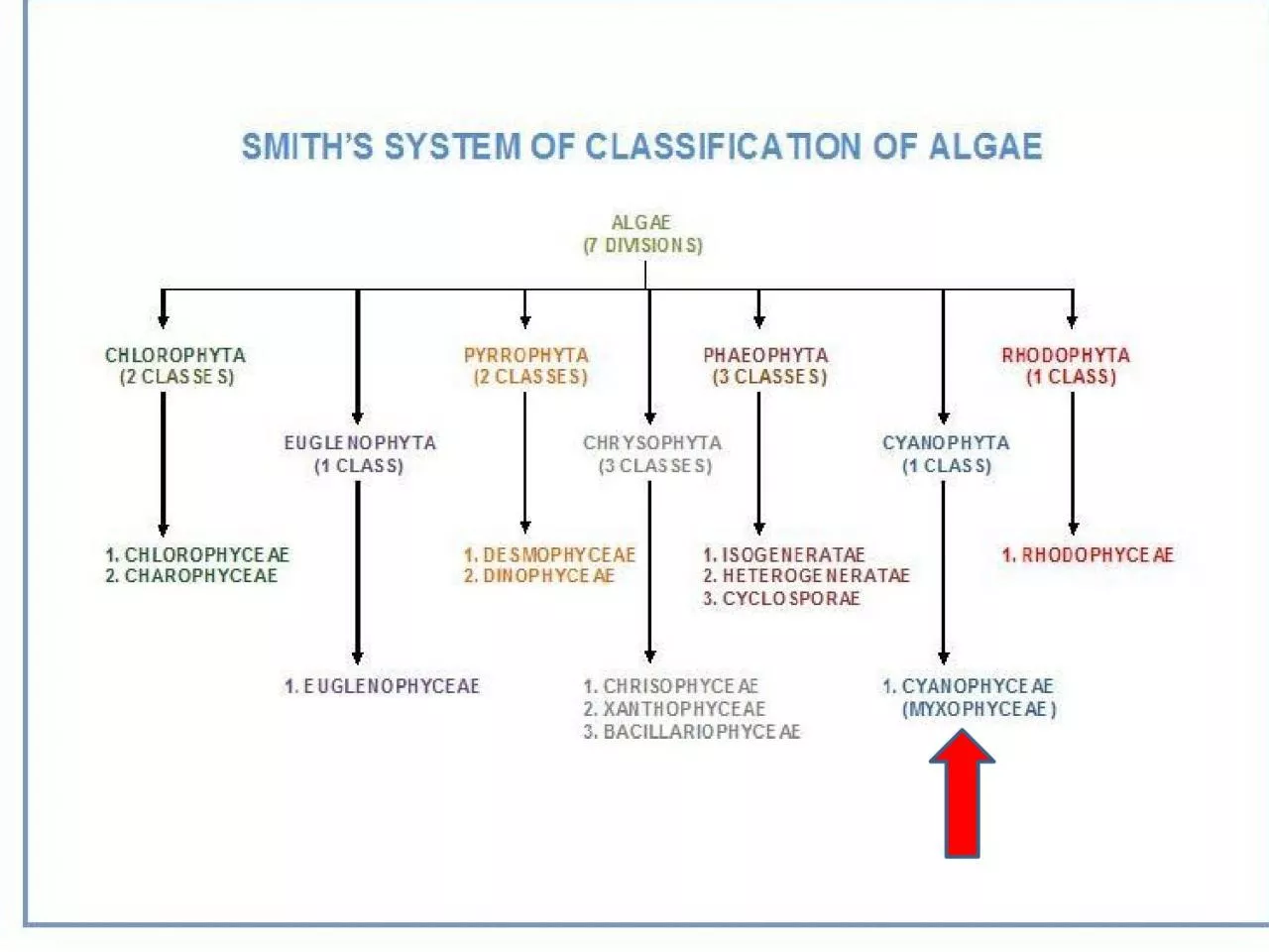 PPT-Division : Cyanobacteria