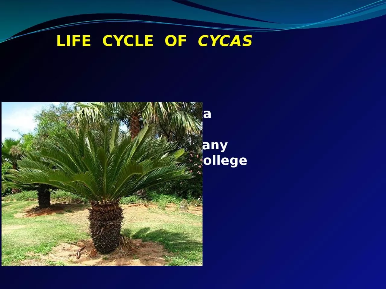 PPT-LIFE CYCLE OF CYCAS