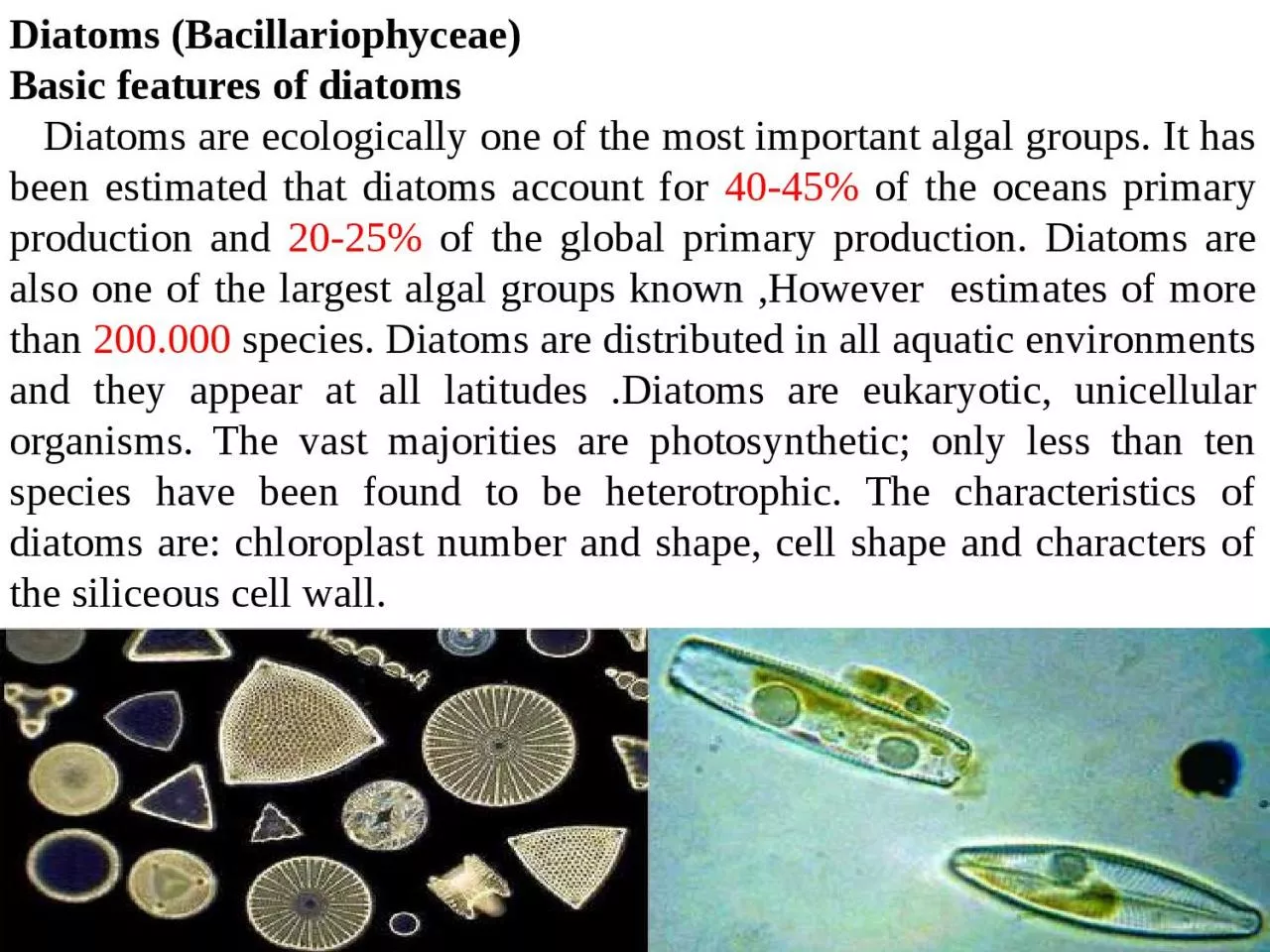 PPT-Diatoms ( Bacillariophyceae