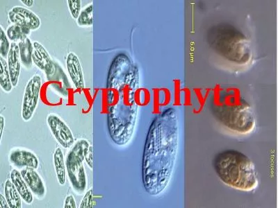 Cryptophyta Cryptophyta The principal Characteristics