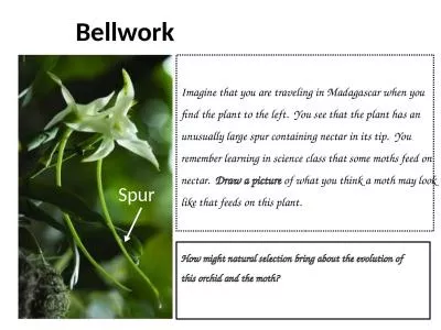 Bellwork Spur Imagine that you are traveling in Madagascar when you find the plant to