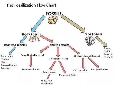 The Fossilization Flow Chart