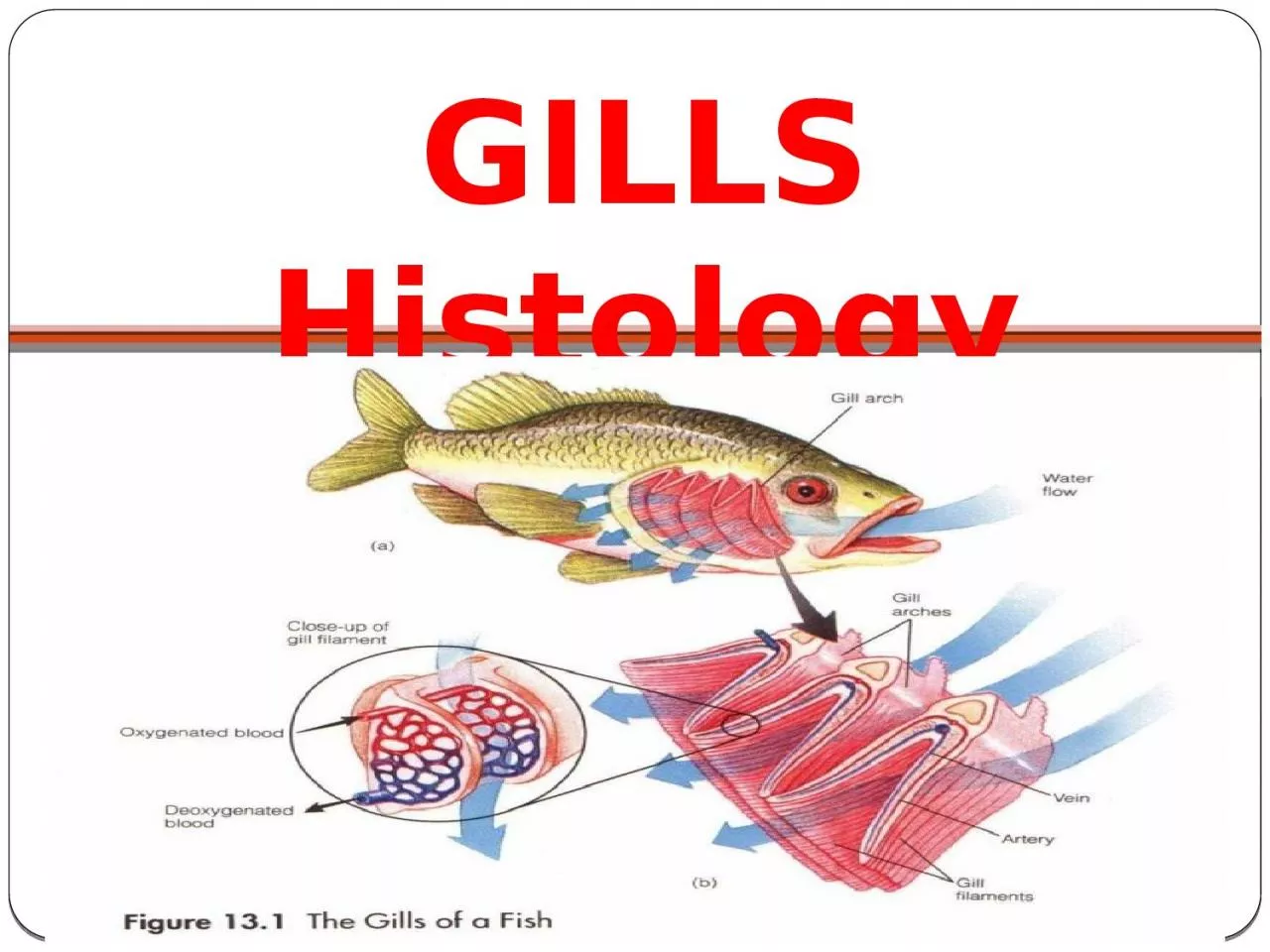 PPT-GILLS Histology Normal Teleost gill form (anatomy)