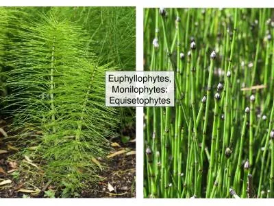 Euphyllophytes, Monilophytes