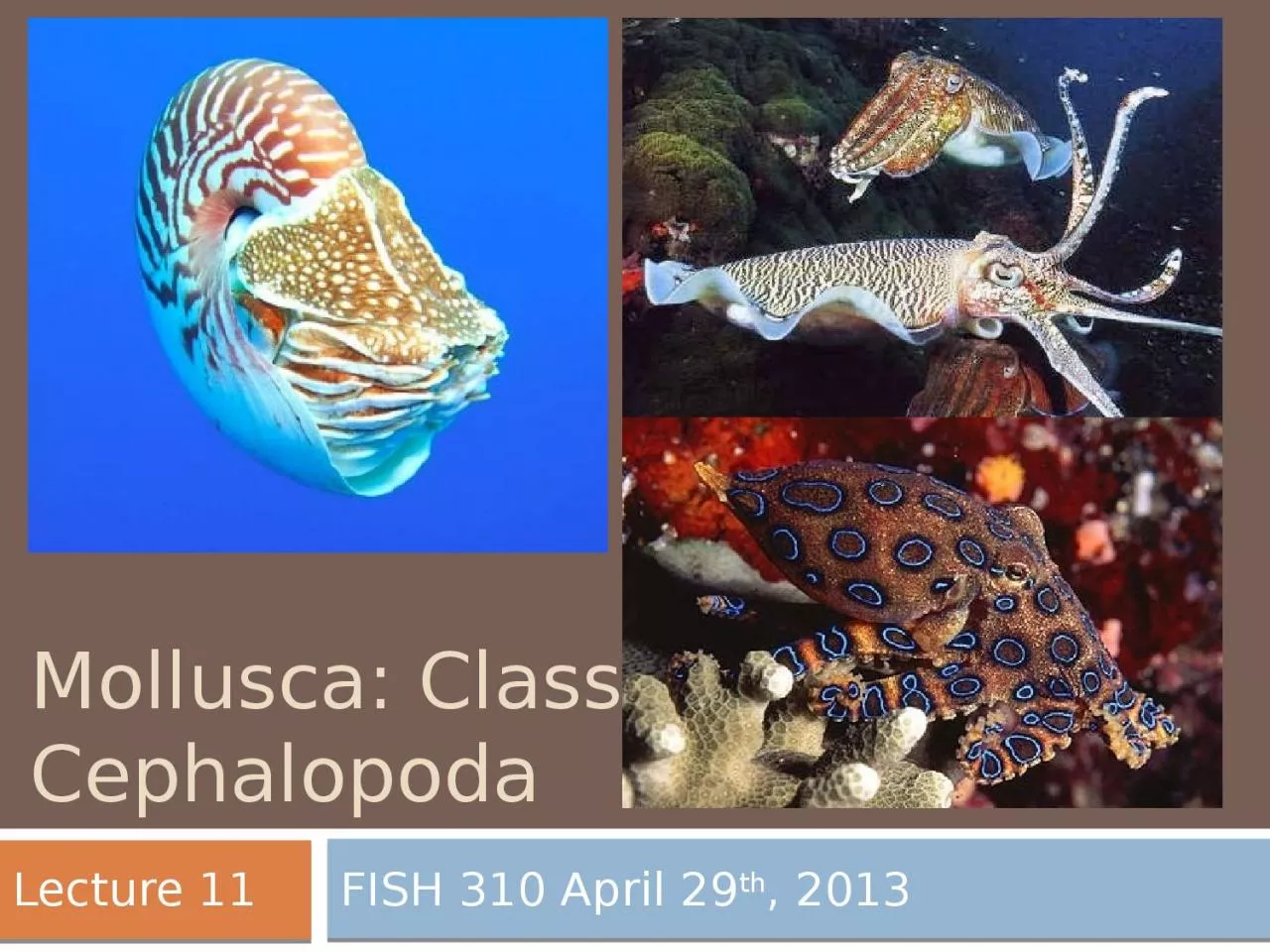 PPT-Mollusca: Class Cephalopoda