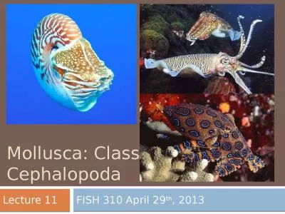 Mollusca: Class  Cephalopoda