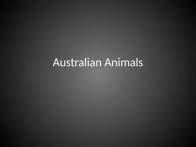 Australian Animals Kangaroo