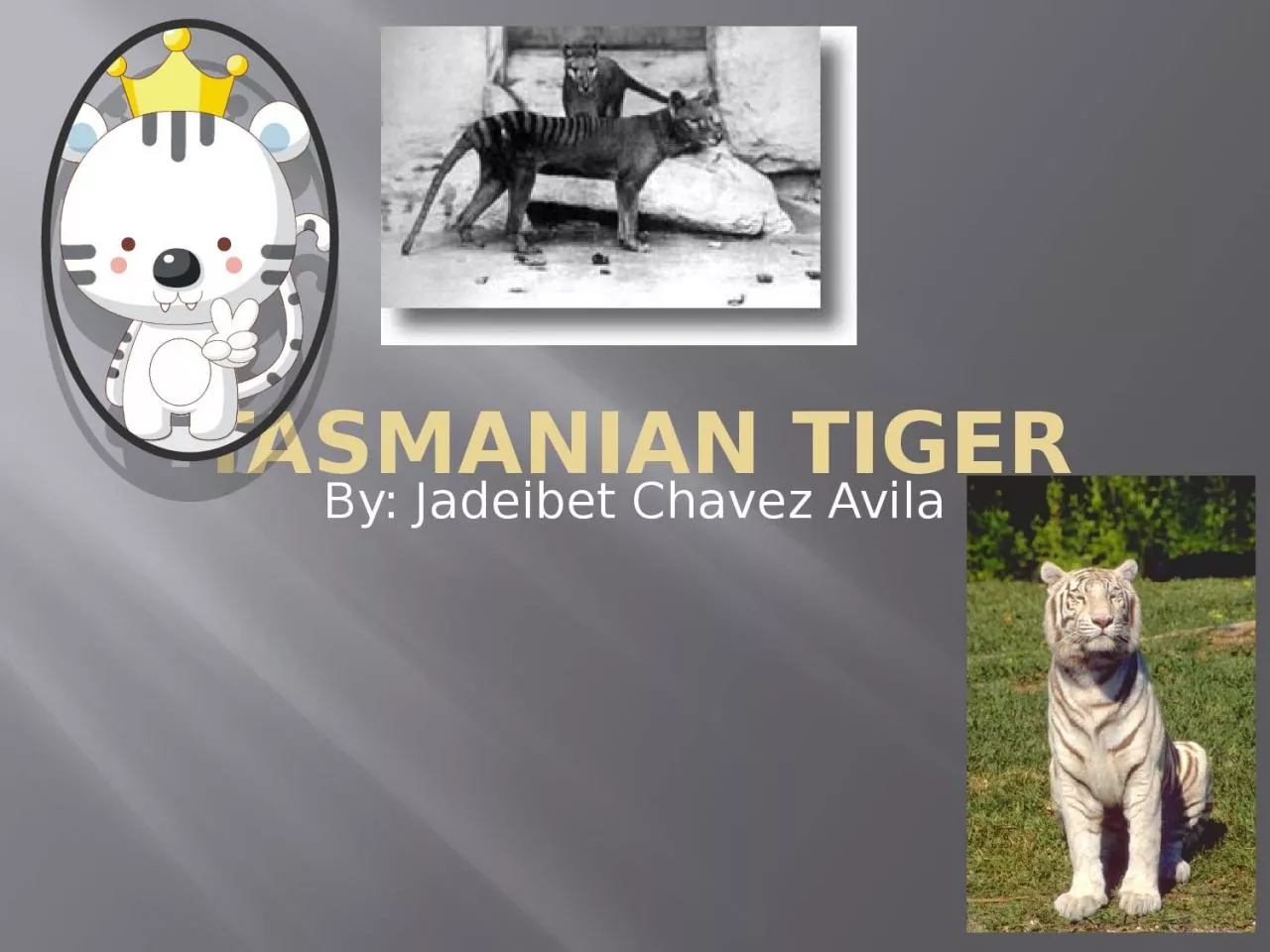Tasmanian Tiger By: Jadeibet Chavez Avila