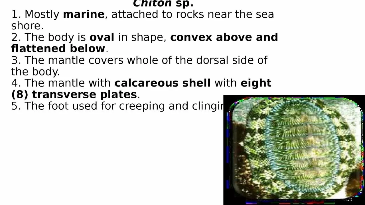 PPT-Phylum : Mollusca 1/class