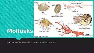 Mollusks Intro:  https://www.youtube.com/watch?v=RIygbucNX-0