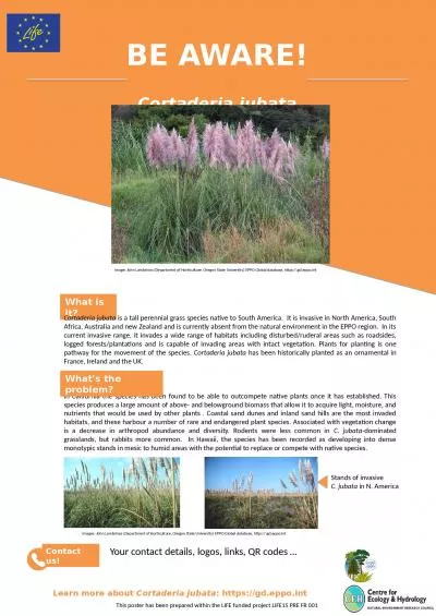 Learn  more about  Cortaderia jubata