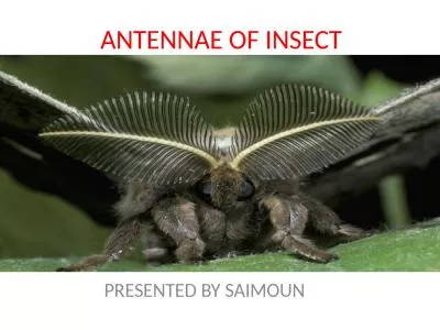 ANTENNAE OF INSECT PRESENTED BY SAIMOUN