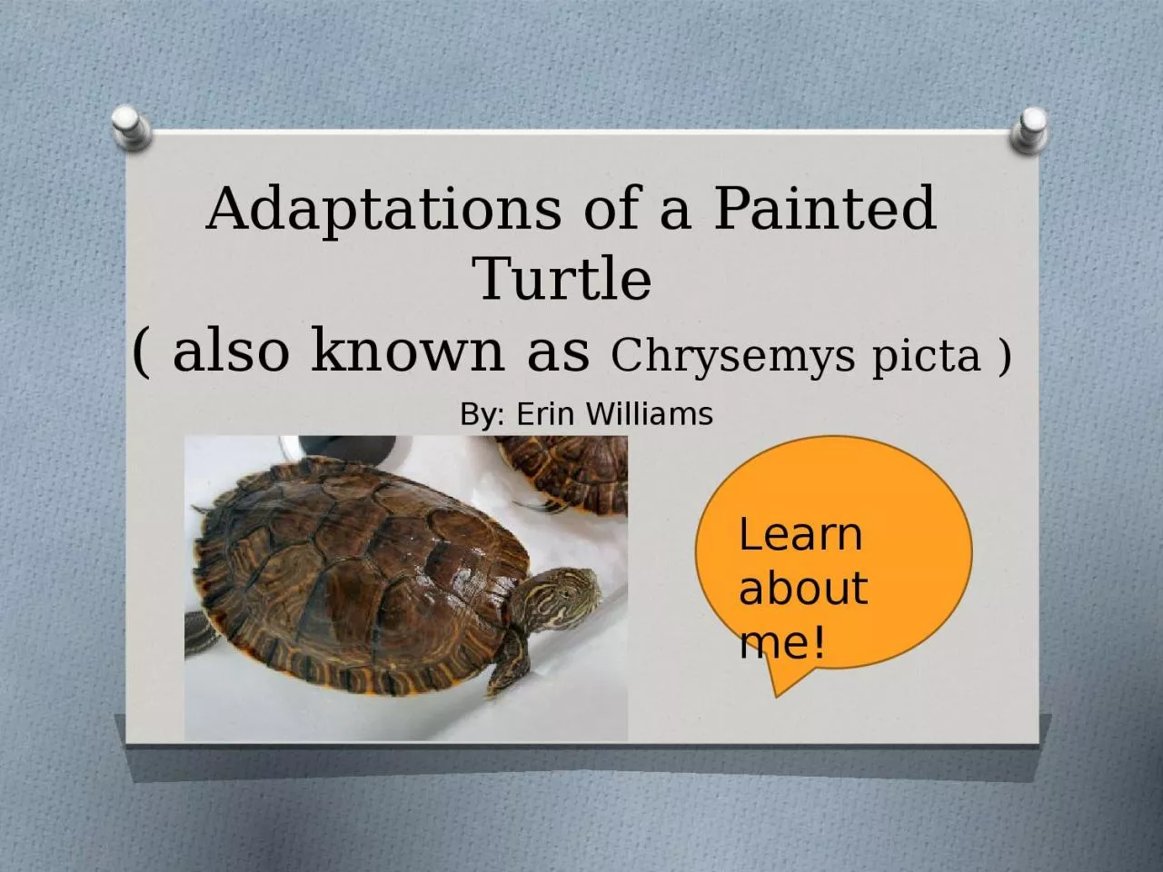 PPT-Adaptations of a Painted Turtle