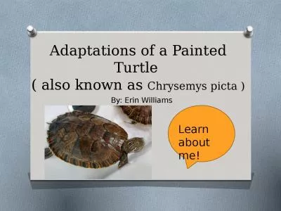 Adaptations of a Painted Turtle