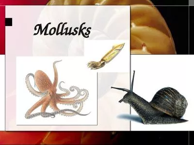 Mollusks Phylum Mollusca