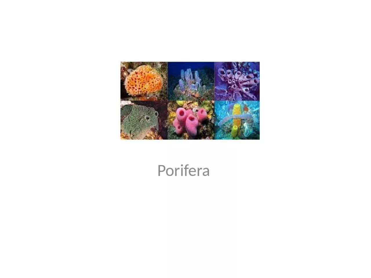 PPT-Porifera Characteristics of