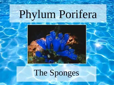 Phylum Porifera The Sponges