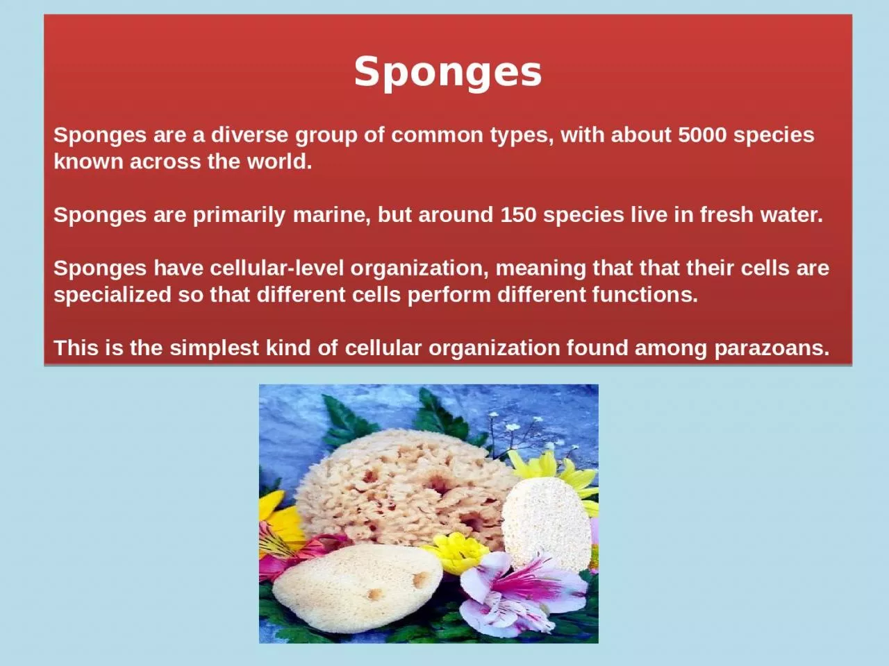 Sponges Sponges are a diverse group of common types, with about 5000 species known across