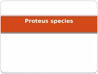 Proteus species Proteus  is a genus of