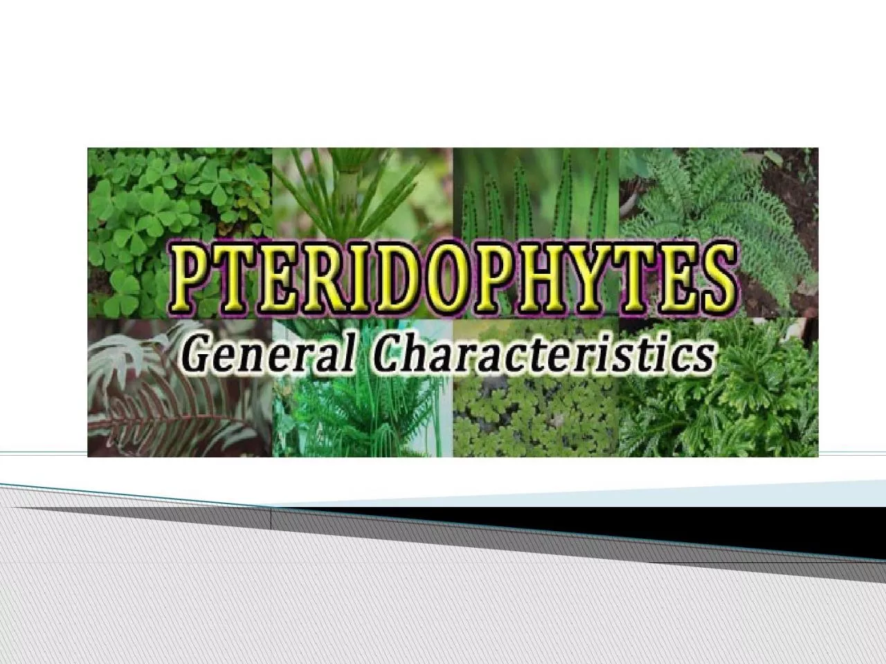 PPT-Majority of the living Pteridophytes