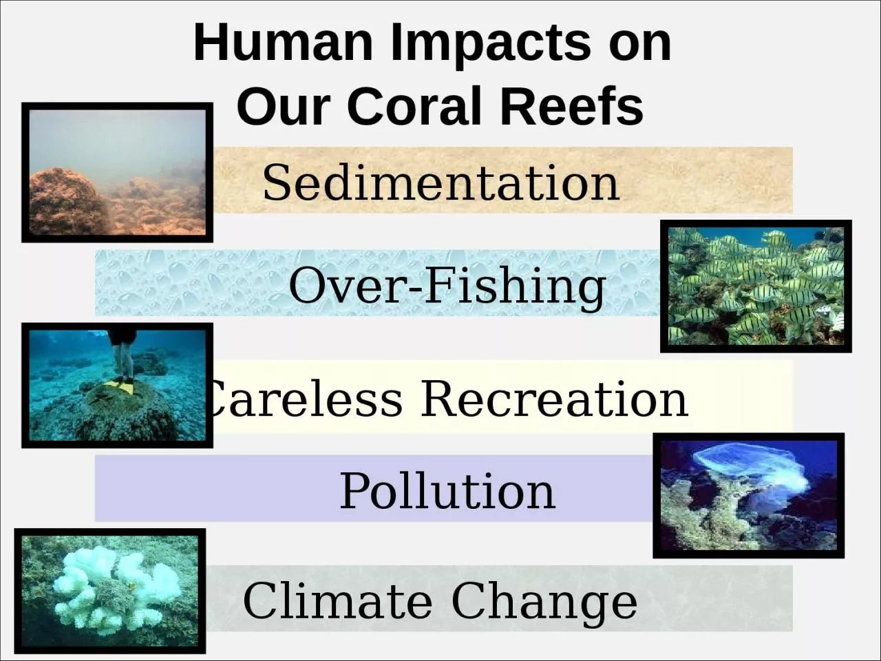 PPT-Human Impacts on Our Coral Reefs